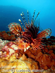 lion fish by Ludovic Hamel 